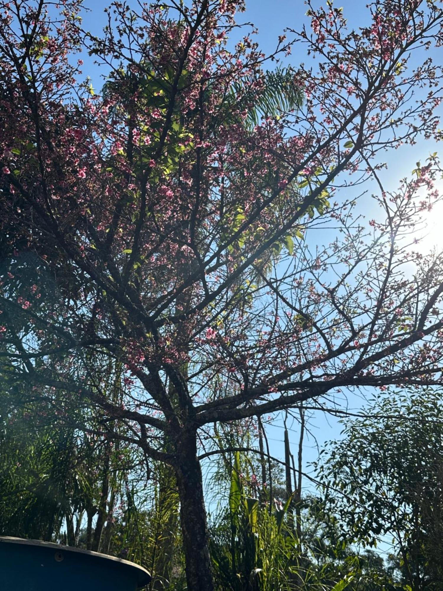 Morada Dos Beija-Flores Ibiúna Exteriér fotografie